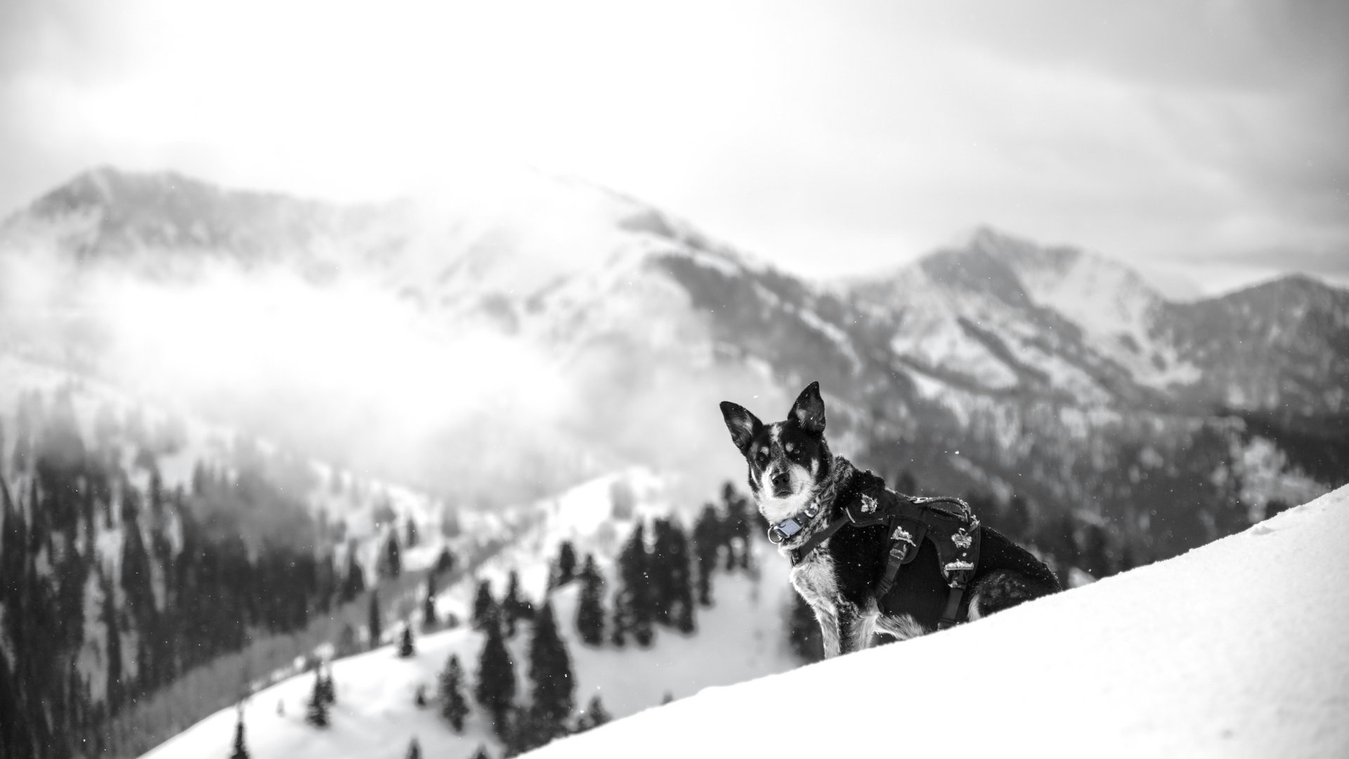 Urlaub mit Hund Post Lech Arlberg