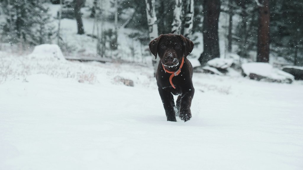 Urlaub mit Hund Urlaub mit Hund Post Lech Arlberg