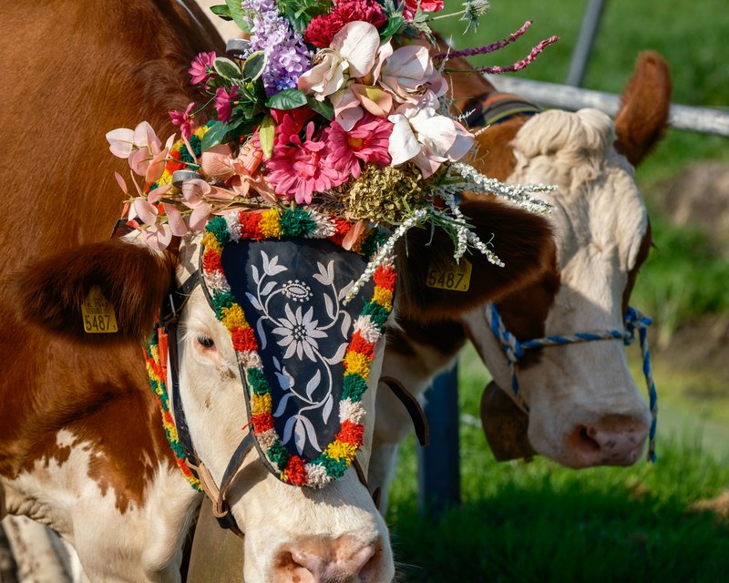 Neues aus der Post Kuh mit Blumenschmuck und Glocke auf Weide